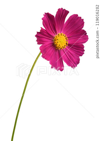 Isolated Cosmos flowers on white background. 119016282