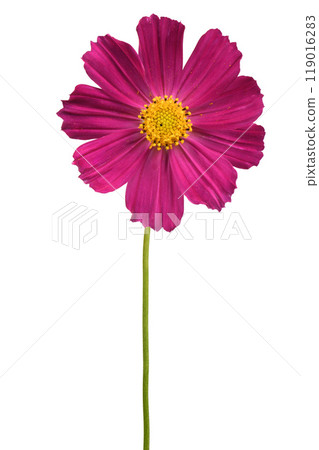 Isolated Cosmos flowers on white background. 119016283