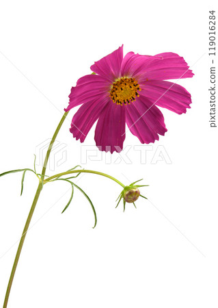 Isolated Cosmos flowers on white background. Isolated Cosmos flowers on white background. 119016284