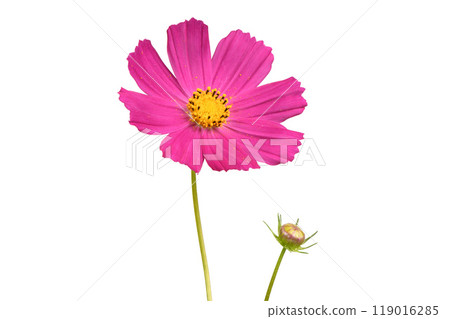 Isolated Cosmos flowers on white background. Isolated Cosmos flowers on white background. 119016285