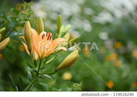 Orange lilies in summer garden. Yellow and orange lilies in the garden. 119016286
