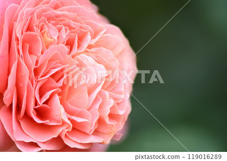 Pink rose on garden background. Pink rose on garden background. 119016289