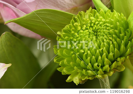 Beautiful green chrysanthemum as background picture. Chrysanthemum wallpaper. 119016298