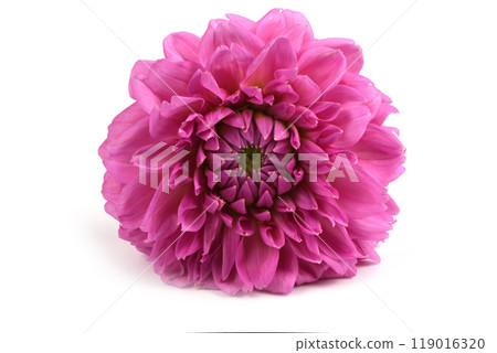 Pink chrysanthemum flower on white background. 119016320