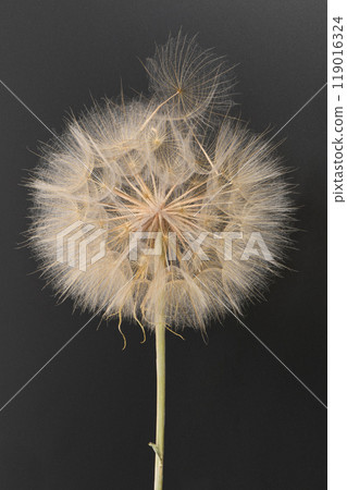 Western salsify or oyster plant that looks like big dandelion grown in field. 119016324