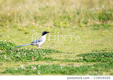 [Onaga] Onaga在公園的地上玩耍 119016426