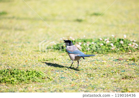 [Onaga] Onaga在公園的地上玩耍 119016436
