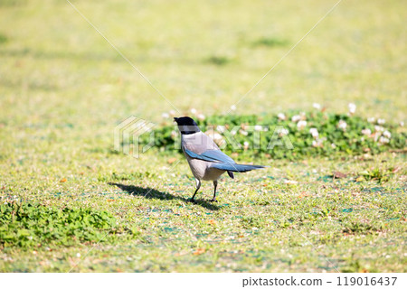 [Onaga] Onaga在公園的地上玩耍 119016437