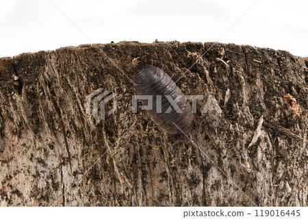 Close-up of a common woodlouse. Detailed closeup on a grey. 119016445