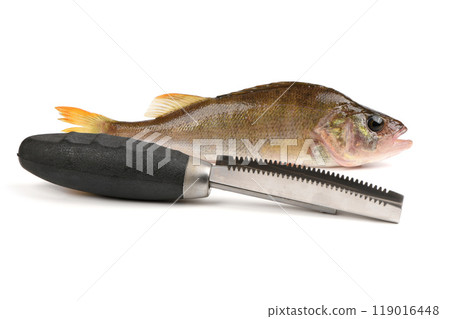 Perch on white background. Near fish scaler. Known as common, redfin, largescale, Eurasian or European perch. 119016448