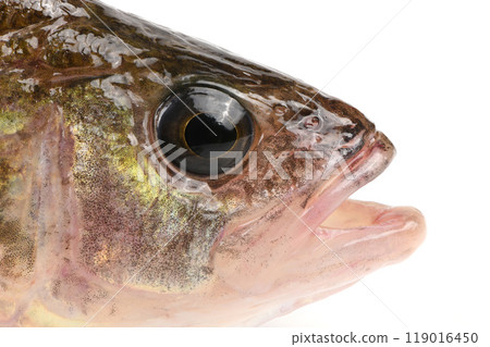 Close-up eye of perch on white background. Known as common, redfin, largescale, Eurasian or European perch. Close-up eye of perch on white background. Known as common, redfin, largescale, Eurasian or European perch. 119016450