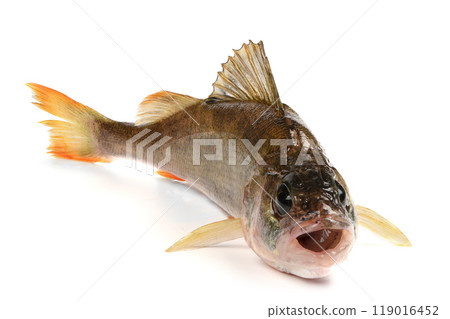 Freshwater fish isolated on white background. Known as common, redfin, largescale, Eurasian or European perch. 119016452