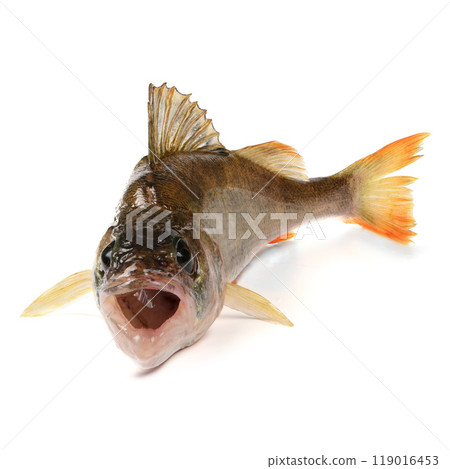 Freshwater fish isolated on white background. Known as common, redfin, largescale, Eurasian or European perch. 119016453