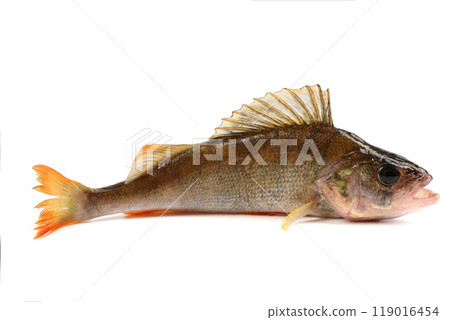 Freshwater fish isolated on white background. Known as common, redfin, largescale, Eurasian or European perch. Freshwater fish isolated on white background. Known as common, redfin, largescale, Eurasian or European perch. 119016454