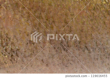 Close-up of perch skin. Perch skin. Known as common, redfin, largescale, Eurasian or European perch. 119016455