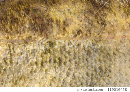 Close-up of pike perch. Perch skin. Zander river fish. Pike perch fish isolated on white. 119016458