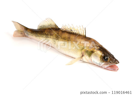 Zander river fish. Pike perch fish isolated on white. 119016461