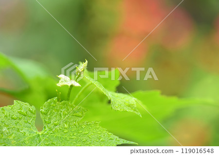 Young inflorescence of grapes, closeup. Grape vine with young leaves and buds blooming on a grape vine in the vineyard. 119016548