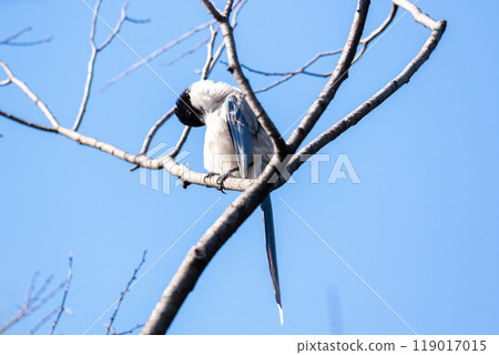 [Blue-tailed Magpie] Blue-tailed Magpie resting on a branch 119017015