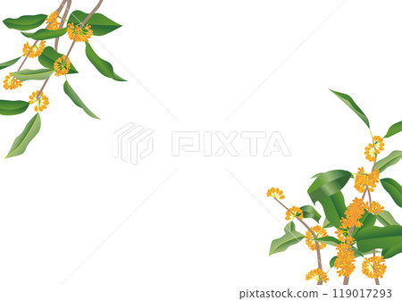 桂花框（白底） 119017293