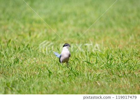 [Blue-tailed Magpie] Blue-tailed Magpie playing on the ground in the park 119017479