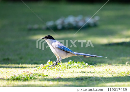 [Blue-tailed Magpie] Blue-tailed Magpie playing on the ground in the park 119017489