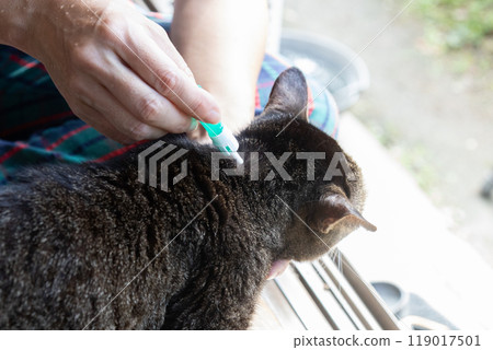 A woman's hands applying flea medicine to a pheasant's neck 119017501