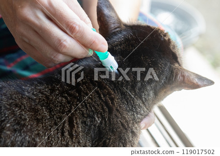 A woman's hands applying flea medicine to a pheasant's neck 119017502