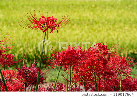 A cluster amaryllis of rice field 119017664