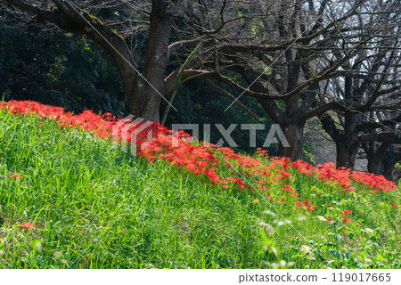 Cluster amaryllis and row of cherry trees Cluster amaryllis and row of cherry trees 119017665