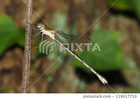 Lestes sponsa (female) 119017710