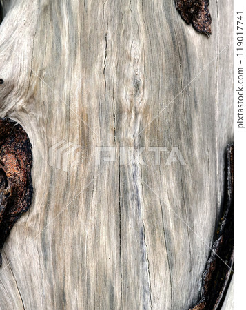 Texture of wood, highlighting the intricate texture of the wood 119017741