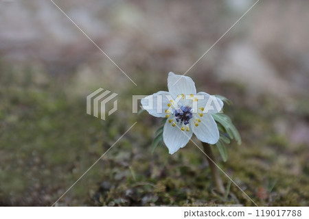 Setsubunsou 119017788