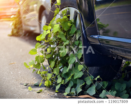 A black car that has a broken tire and is covered with leaves A black car that has a broken tire and is covered with leaves 119017809