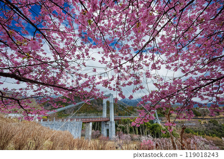秦野十川公園的河津櫻和風吊橋 119018243