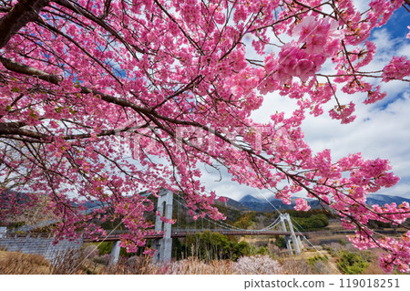 Kawazuzakura and the Wind Suspension Bridge at Hadano Togawa Park 119018251