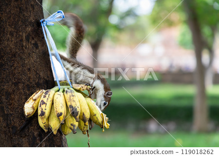 松鼠在大城歷史公園吃東西 119018262