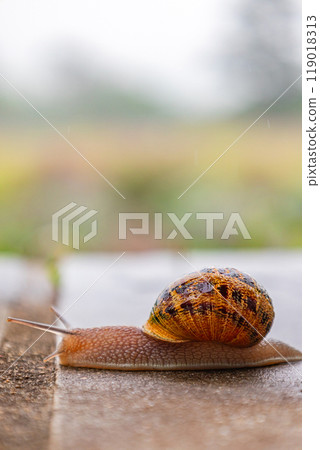Gastropods with an external spotted brown black shell. snail crawls along a rough surface Gastropods with an external spotted brown black shell. snail crawls along a rough surface 119018313