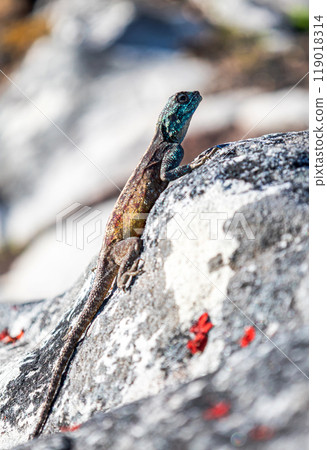 Small colorful lizard in the wild on a stone. Summer wallpaper with animals and nature. close up 119018314