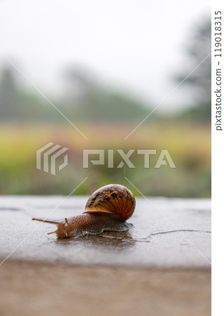 Gastropods with an external spotted brown black shell. snail crawls along a rough surface Gastropods with an external spotted brown black shell. snail crawls along a rough surface 119018315