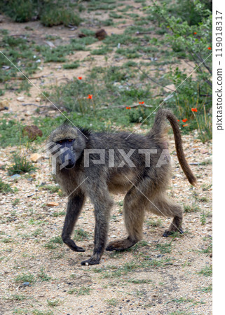 Chacma baboon, Monkey walks and looks at camera. Safari in savannah Chacma baboon, Monkey walks and looks at camera. Safari in savannah 119018317