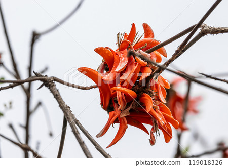 Big red flower of Erythrina caffra, corallodendron. African flora, Coral blooming tree, bright orange flowers. Big red flower of Erythrina caffra, corallodendron. African flora, Coral blooming tree, bright orange flowers. 119018326