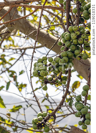 Fruits grow in the wild nature. Green raw figs hanging on fig tree branch Fruits grow in the wild nature. Green raw figs hanging on fig tree branch 119018331
