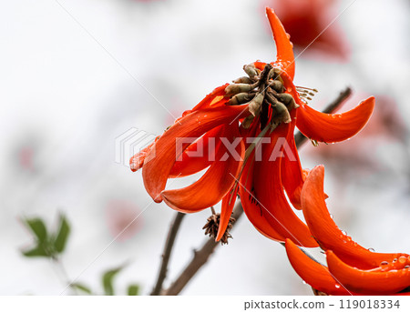 Erythrina caffra, corallodendron. African Coral tree, without leaves, with big red flowers. South Africa Erythrina caffra, corallodendron. African Coral tree, without leaves, with big red flowers. South Africa 119018334