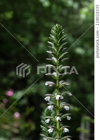 Acanthaceae flower in botanical garden, Acanthus mollis. Dark green background, white purple blooming flowers 119018335