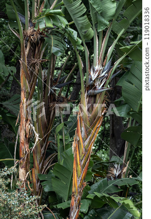 Strelitzia nicolai, giant white paradise bird plant, wild banana plant with white flower, palm background 119018336