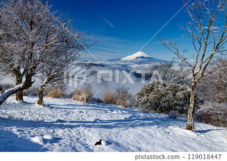 Fuji seen from Tanzawa / Nabezakiyama in snowy landscape 119018447