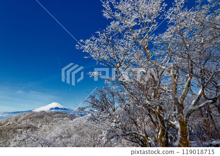 View of Mt. Fuji and frost-covered trees on the Nabewari Ridge in Tanzawa 119018715
