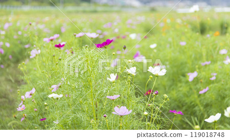 櫻花故鄉廣場宇宙 櫻花故鄉廣場宇宙 119018748