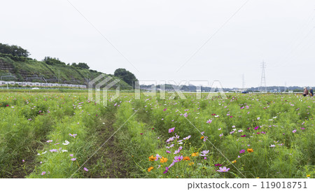 櫻花故鄉廣場宇宙 櫻花故鄉廣場宇宙 119018751